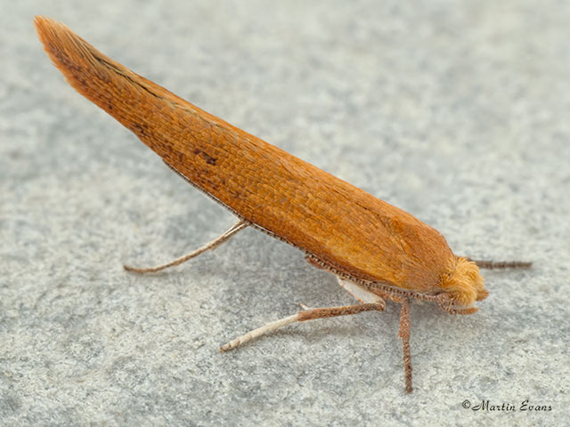  16.010 Zelleria hepariella Copyright Martin Evans 