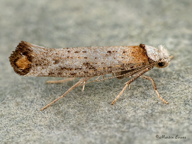  16.014 Pseudoswammerdamia combinella Copyright Martin Evans 