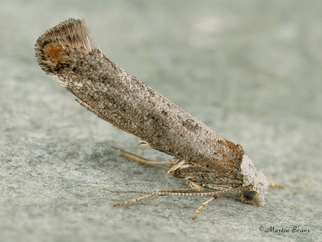  16.014 Pseudoswammerdamia combinella Copyright Martin Evans 