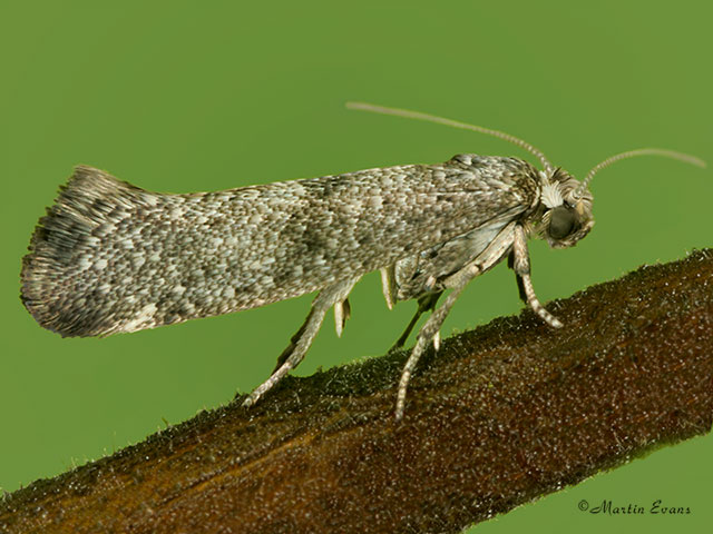  16.015 Swammerdamia caesiella Copyright Martin Evans 