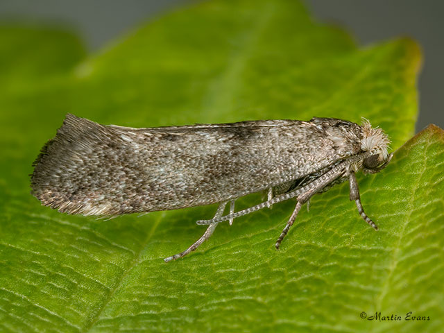  16.015 Swammerdamia caesiella Copyright Martin Evans 