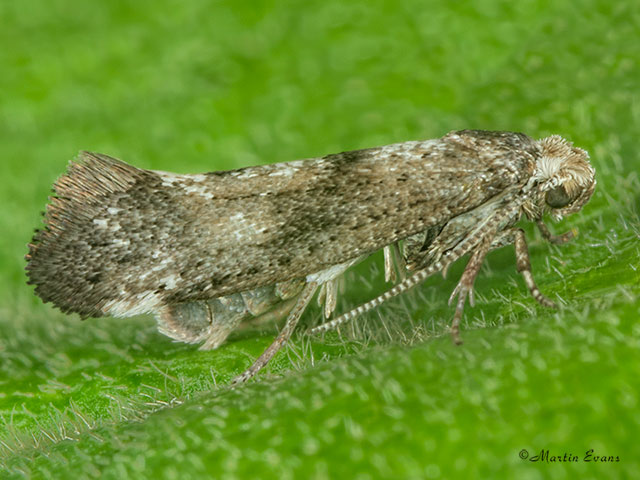  16.015 Swammerdamia caesiella Copyright Martin Evans 