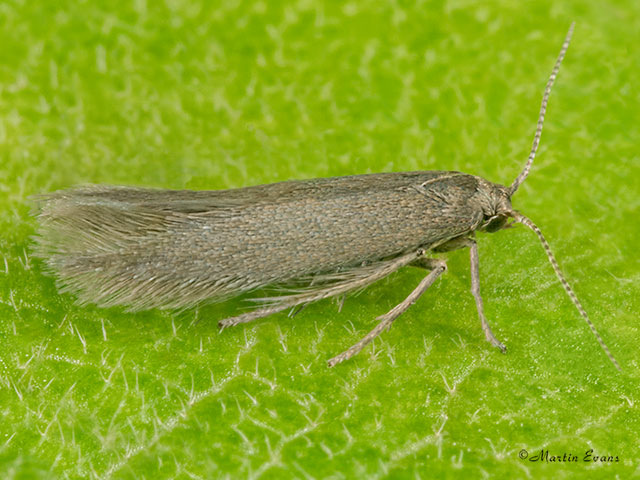  16.023 Ocnerostoma piniariella Copyright Martin Evans 