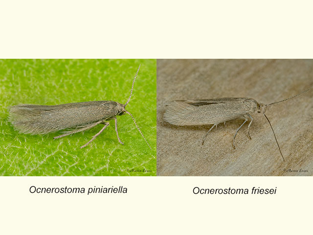  16.023 Ocnerostoma piniariella and Ocnerostoma friesei Copyright Martin Evans 