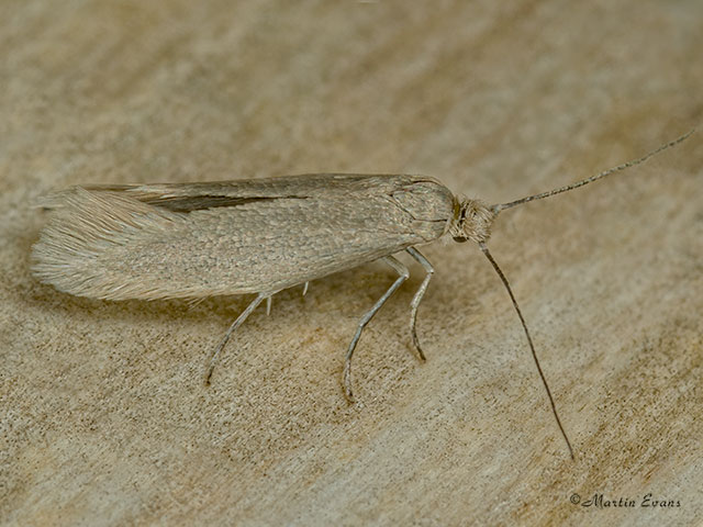 16.024 Ocnerostoma friesei Copyright Martin Evans 