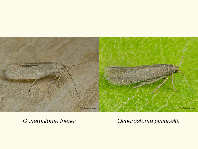  16.024 Ocnerostoma friesei and Ocnerostoma piniariella Copyright Martin Evans 
