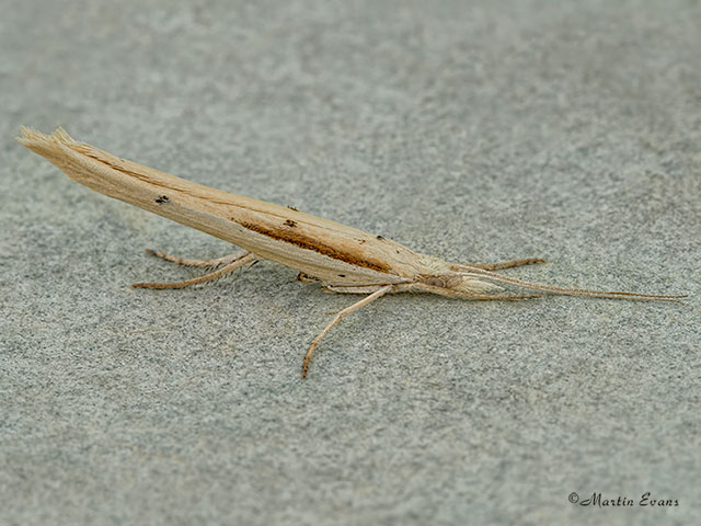  17.001 Ypsolopha mucronella resting posture Copyright Martin Evans 