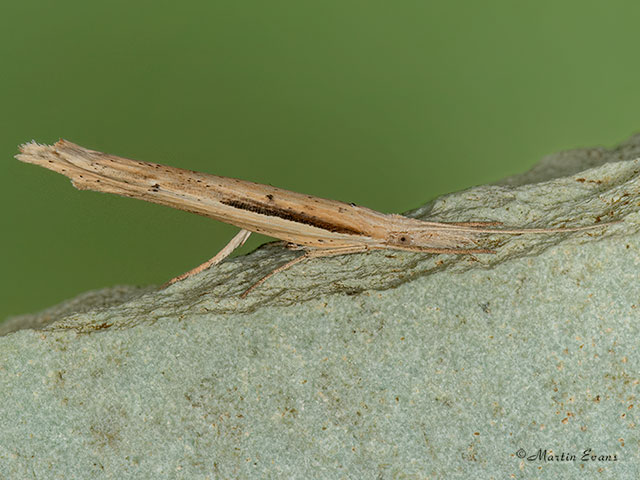  17.001 Ypsolopha mucronella Copyright Martin Evans 