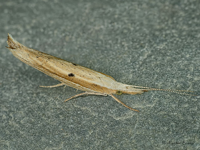  17.002 Ypsolopha nemorella Copyright Martin Evans 