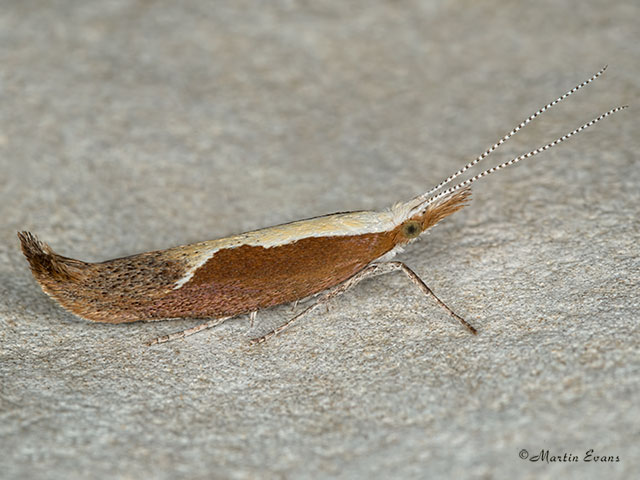  17.003 Ypsolopha dentella Honeysuckle Moth Copyright Martin Evans 