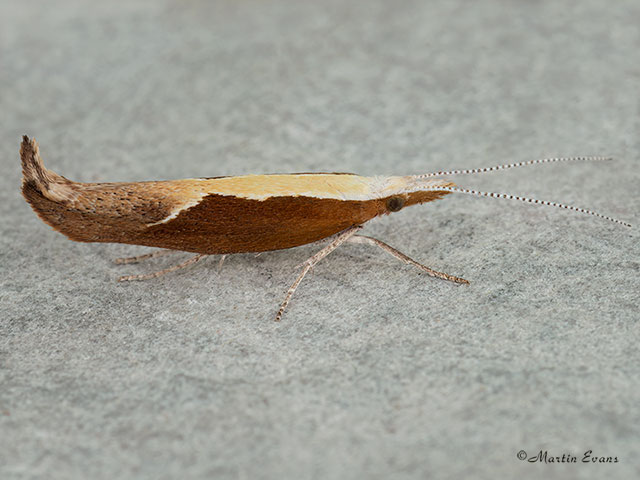  17.003 Ypsolopha dentella Honeysuckle Moth Copyright Martin Evans 