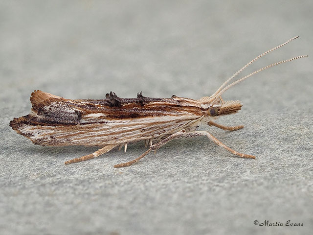  17.005 Ypsolopha scabrella Copyright Martin Evans 