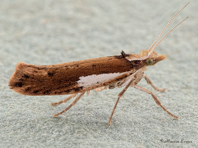  17.010 Ypsolopha parenthesella Copyright Martin Evans 