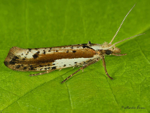  17.010 Ypsolopha parenthesella Copyright Martin Evans 