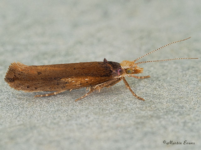  17.010 Ypsolopha parenthesella Copyright Martin Evans 