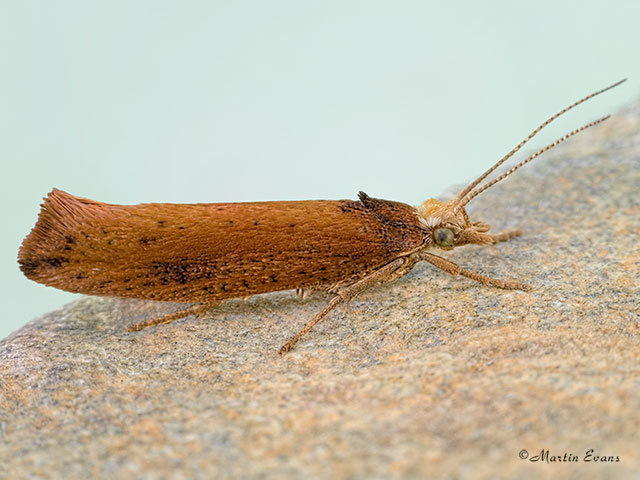  17.010 Ypsolopha parenthesella Copyright Martin Evans 