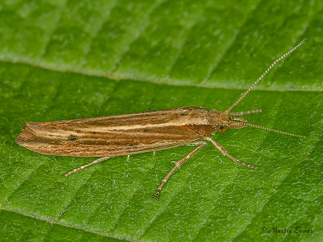  17.011 Ypsolopha ustella Copyright Martin Evans 