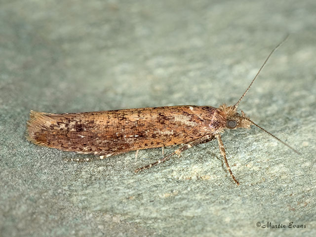  17.011 Ypsolopha ustella Copyright Martin Evans 