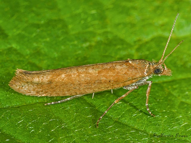  17.011 Ypsolopha ustella Copyright Martin Evans 