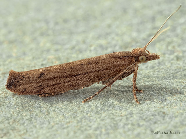  17.011 Ypsolopha ustella Copyright Martin Evans 