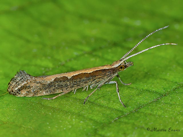  18.001 Plutella xylostella Copyright Martin Evans 