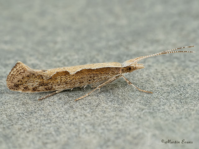  18.001 Plutella xylostella Copyright Martin Evans 