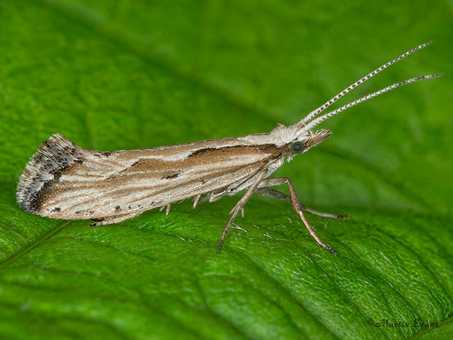  18.003 Plutella porrectella Copyright Martin Evans 