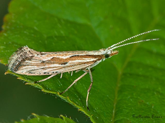  18.003 Plutella porrectella Copyright Martin Evans 