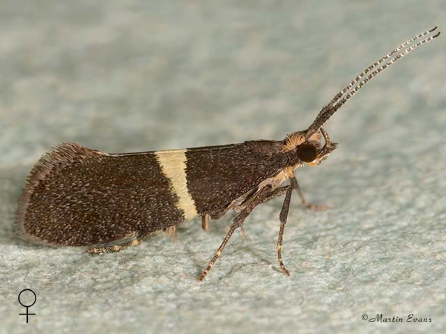  18.007 Eidophasia messingiella female Copyright Martin Evans 