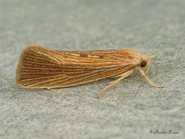  19.001 Orthotelia sparganella Copyright Martin Evans 
