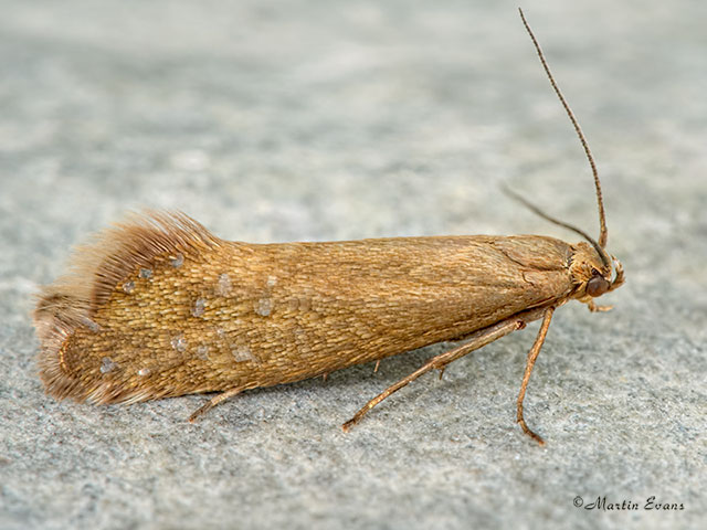  19.002 Glyphipterix thrasonella Copyright Martin Evans 
