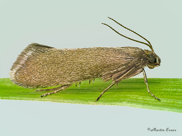  19.003 Glyphipterix fuscoviridella Copyright Martin Evans 
