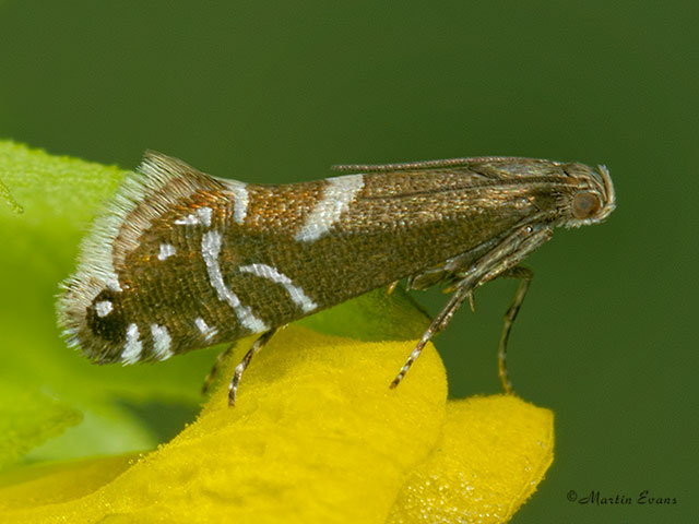  19.006 Glyphipterix forsterella Copyright Martin Evans 