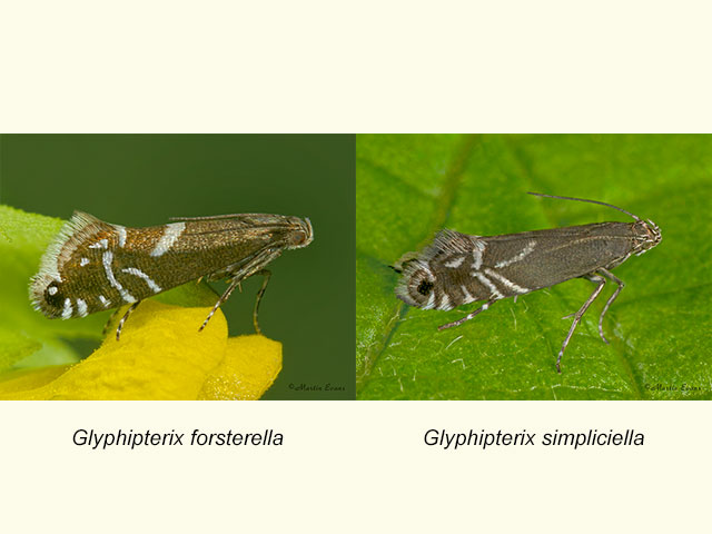  19.006 Glyphipterix forsterella and Glyphipterix simpliciella Copyright Martin Evans 