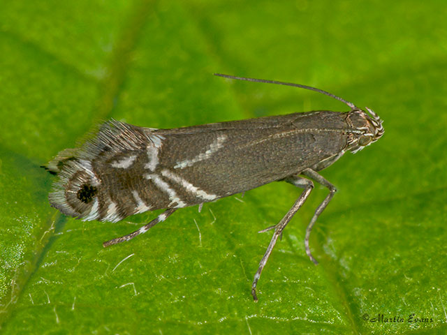  19.007 Glyphipterix simpliciella Cocksfoot Moth Copyright Martin Evans 