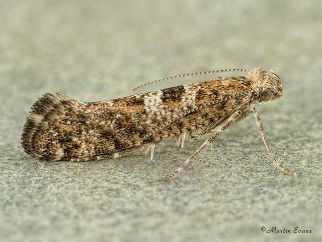  19.010 Digitivalva pulicariae Copyright Martin Evans 