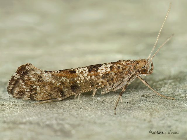  19.010 Digitivalva pulicariae Copyright Martin Evans 