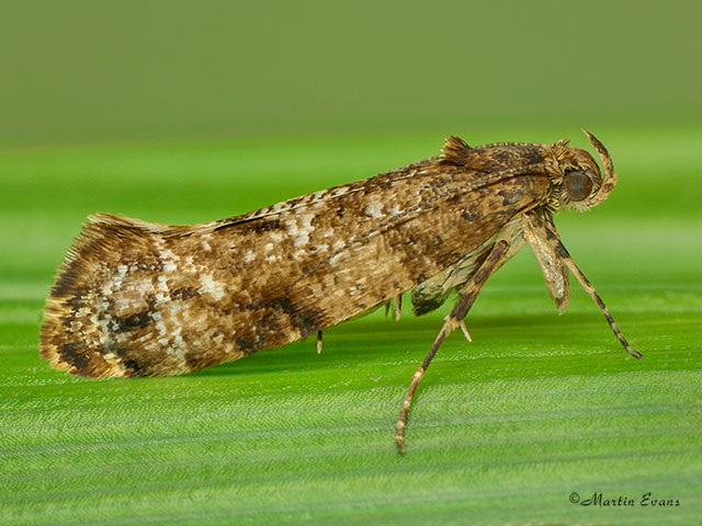  19.014 Acrolepia autumnitella Copyright Martin Evans 