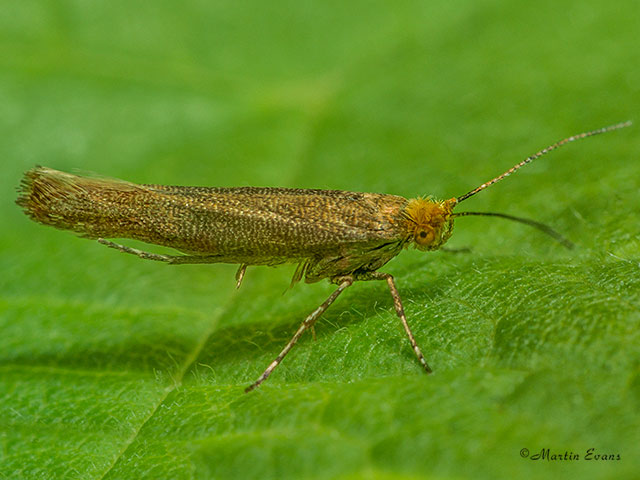  20.001 Argyresthia laevigatella Copyright Martin Evans 
