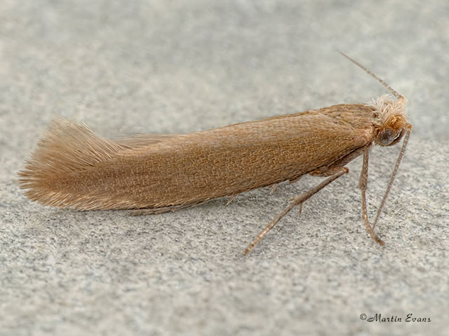  20.003 Argyresthia praecocella Copyright Martin Evans 