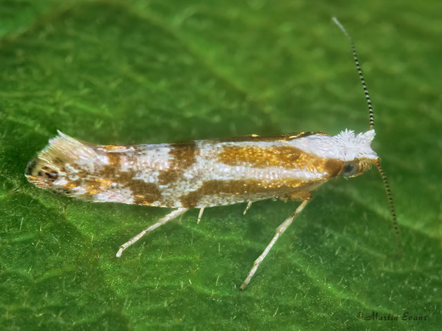  20.006 Argyresthia dilectella Copyright Martin Evans 