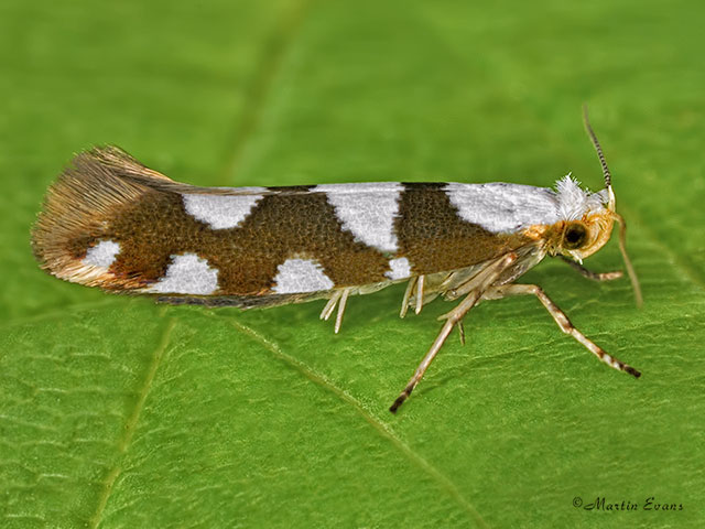  20.011 Argyresthia brockeella Copyright Martin Evans 