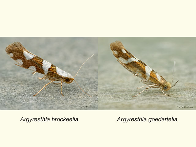  20.011 Argyresthia brockeella and Argyresthia goedartella Copyright Martin Evans 