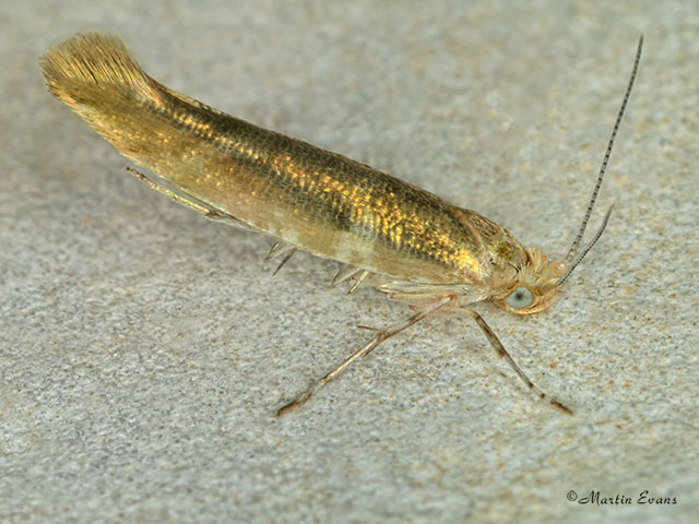  20.012 Argyresthia goedartella Copyright Martin Evans 