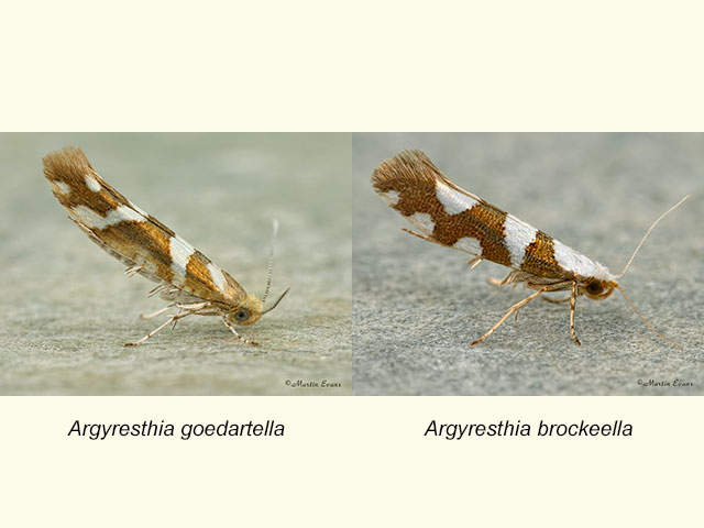  20.012 Argyresthia goedartella and Argyresthia brockeella Copyright Martin Evans 