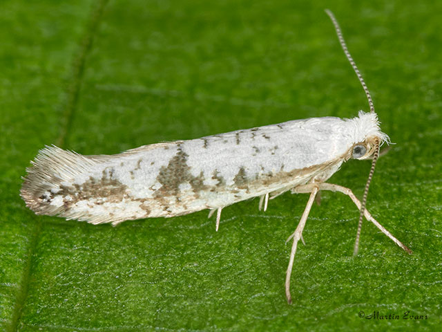  20.016 Argyresthia retinella Copyright Martin Evans 
