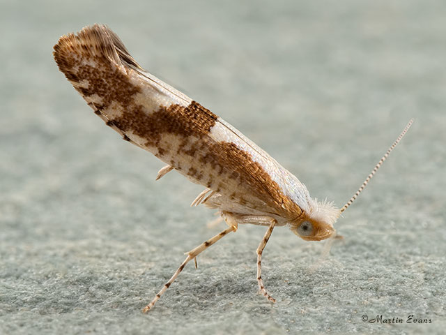  20.021 Argyresthia pruniella Cherry Fruit Moth Copyright Martin Evans 