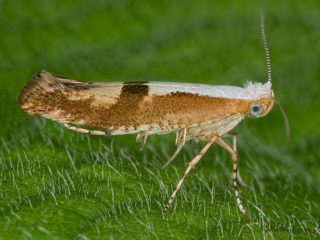  20.021 Argyresthia pruniella Cherry Fruit Moth Copyright Martin Evans 