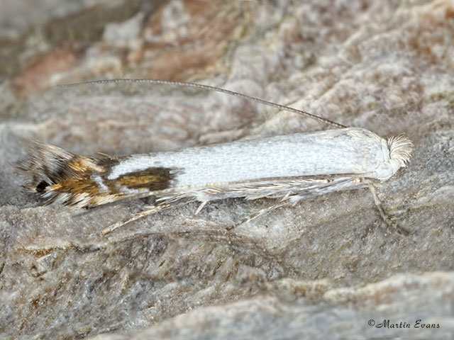  21.001 Lyonetia clerkella Copyright Martin Evans 