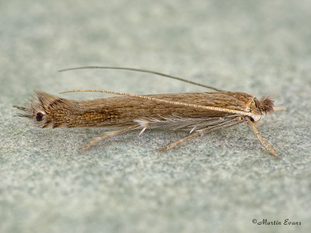  21.001 Lyonetia clerkella Copyright Martin Evans 